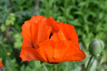 close-up of a bright scarlet poppy flower blooming in the garden on a summer day, on a soft blurry...