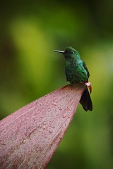 Green-crowned brilliant, Heliodoxa jacula sitting on flower, bird from mountain tropical forest, Panama, bird perching on leave, green background, resting hummingbird