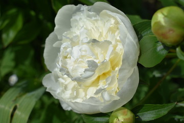 close-up of a white peony flower blooming in a garden on a summer day, on a soft blurry background of green foliage