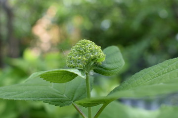close-up of beautiful small green flowers of white gardenia in a summer garden, on a soft green...