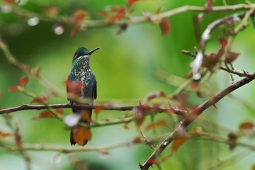 Green-crowned brilliant, Heliodoxa jacula sitting on tree, bird from mountain tropical forest, Panama, bird perching on branch, green background, resting hummingbird in the rain