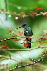 Green-crowned brilliant, Heliodoxa jacula sitting on tree, bird from mountain tropical forest, Panama, bird perching on branch, green background, resting hummingbird in the rain, tongue