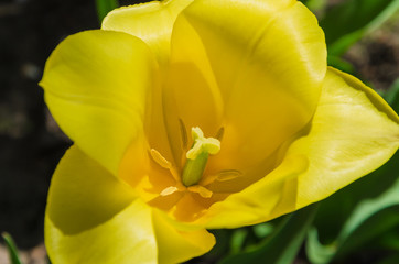 Spring background with beautiful yellow tulips