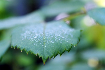 Close up green leaf background with beautiful morning dew drops