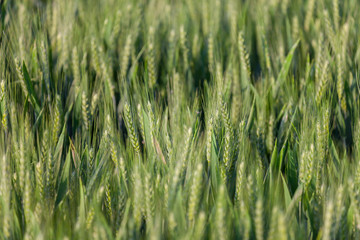 close up on green wheat ears on late spring