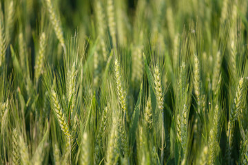 close up on green wheat ears on late spring