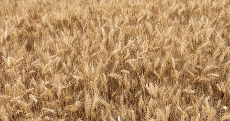 close up on ripe wheat ears on reaping time