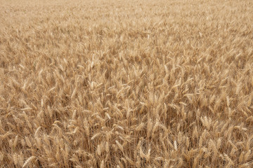 close up on ripe wheat ears on reaping time