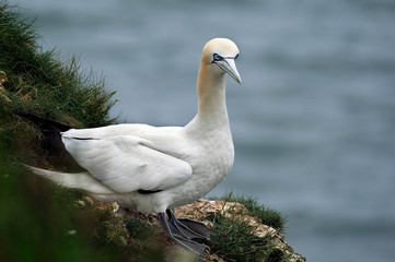Gannets at high chalk cliff breeding area in east5 Yorkshire, UK.