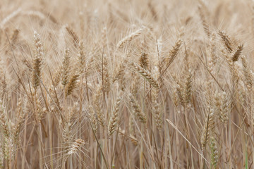 close up on ripe wheat ears on reaping time