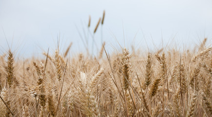 close up on ripe wheat ears on reaping time