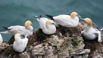 Gannets at high chalk cliff breeding area in east5 Yorkshire, UK.