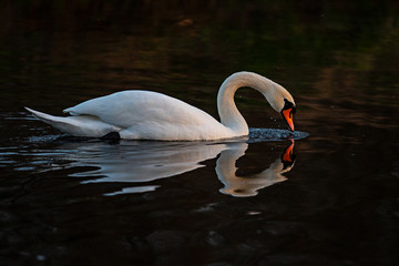 Łabędź © Konrad