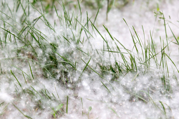 Fluffy tree seeds poplar. Reproduction of trees.