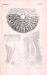 Illustration of animal
