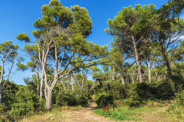 Way in a Mediterranean forest in Costa Brava, Catalonia, Spain