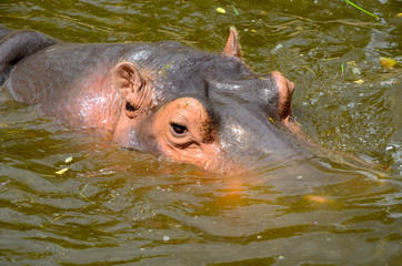 Flusspferd; Nilpferd; Hippopotamus amphibius;