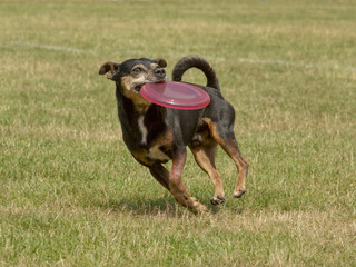 Hond met rode frisbee.