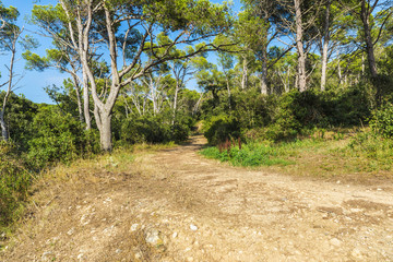 Fototapeta na wymiar Way in a Mediterranean forest in Costa Brava, Catalonia, Spain