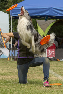 Border collie zet af vanaf been om frisbee te vangen.