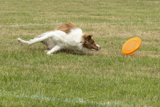 Border collie maakt scherpe bocht om frisbee te pakken.