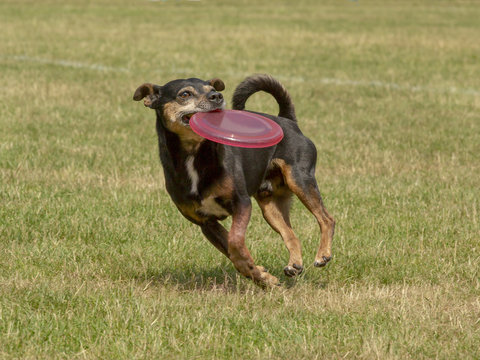 Hond met rode frisbee.
