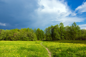 The field is covered with blooming dandelions and a path leading to the grove.