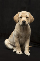 Labrador pup zit met grappige snoet
