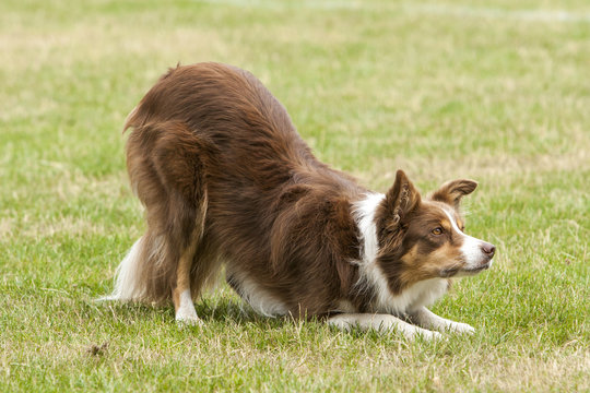 Border collie dacht uit.
