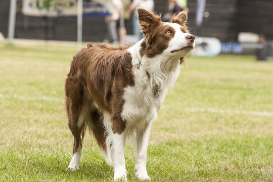 Bruin-witte border collie kijkt omhoog.