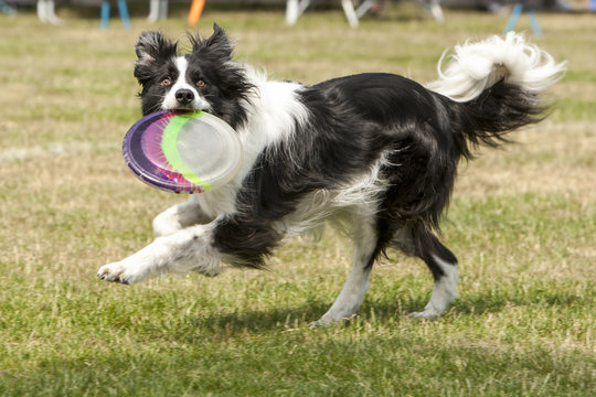 Zwart-witte border collie heeft de frisbee.