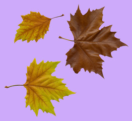 Autumnal fallen maple leaves on purple background