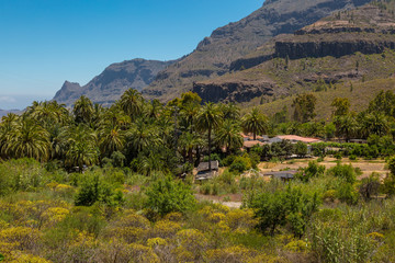 Fototapeta na wymiar Palmenhain in den Bergen von Gran Canaria