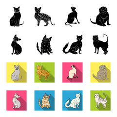 Turkish Angora, British longhair and other species. Cat breeds set collection icons in black,flet style vector symbol stock illustration web. © pandavector