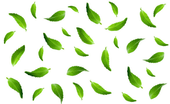 fresh mint leaves isolated on white background pattern