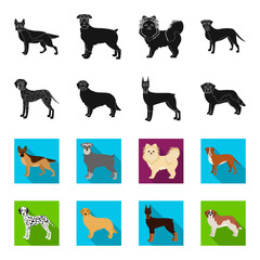 Dog breeds black,flet icons in set collection for design.Dog pet vector symbol stock web illustration. © pandavector