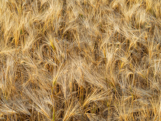 Getreide auf dem Feld