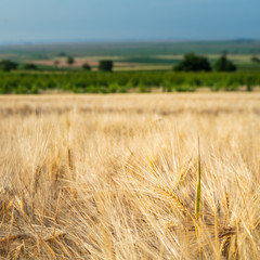 Ähren im Kornfeld mit Kapelle im Hintergrund