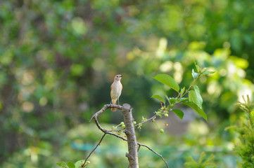 curious little bird by jziprian