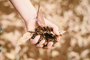 Hands with a handful of dried leaves and forest flowers