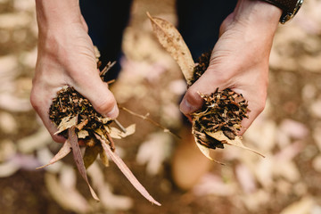 Hands with a handful of dried leaves and forest flowers