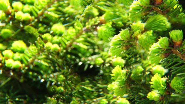 Close-up of green young needles spruce Picea abies in spring in fivefold reflection in the park of the foothills of the Caucasus