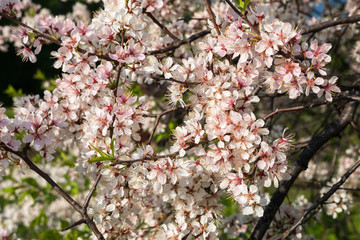 Flowering branch of a cherry tree