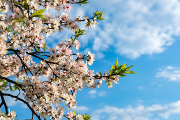 Flowering branch of a cherry tree