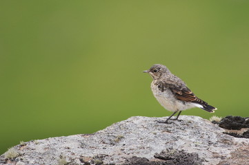 Juvenile Whinchat Sitting on Rock on Green Background