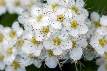 Flowering spiraea bushes in the park