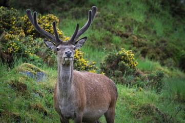 Red Deer with Antler Velvet in Scottish Highlands