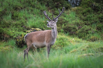 Red Deer with Antler Velvet in Scottish Highlands