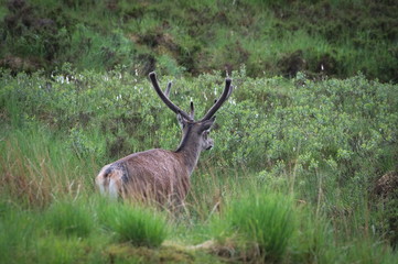 Red Deer with Antler Velvet in Scottish Highlands