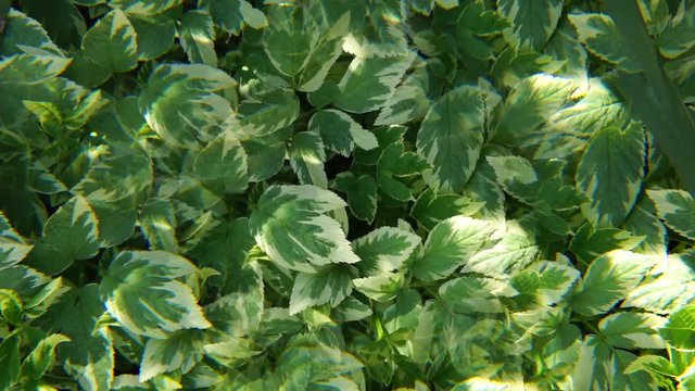 Close-up of the white-green leaves of a decorative plant in the spring in a five-fold reflection of the reflection in the park of the foothills of the Caucasus